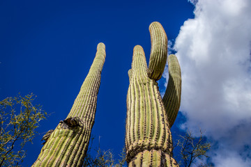 saguaro cactus in the desert