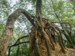 Tree with crazy roots