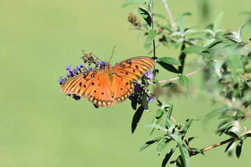 Gorgeous butterfly with expanded wings