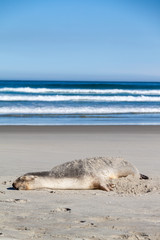 Sea lion resting on beach with rolling waves