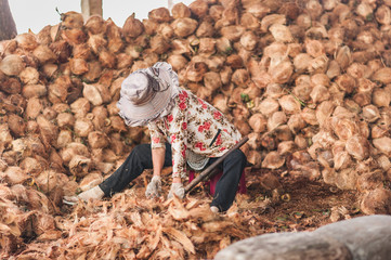 Coconut flesh being extracted from the shells by female workers. Details of a coconut candy...