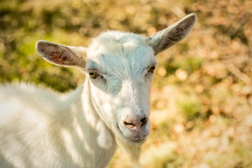 Portrait of cute white goat with yellow eyes on a sunny fall day in a pasture in a shadow, blurry brown and green background, warm colors, farm animal