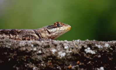 A lizard on the rock