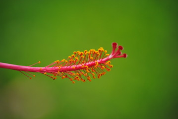 Flower detail