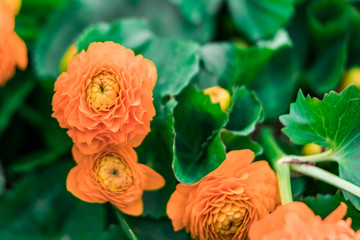 Orange flowers on a green background close-up