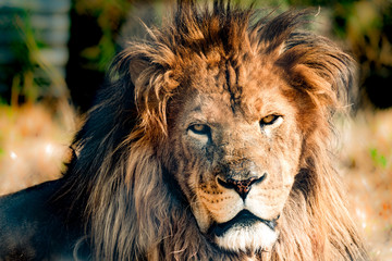 Male Lion close up with a terryfing stare. 