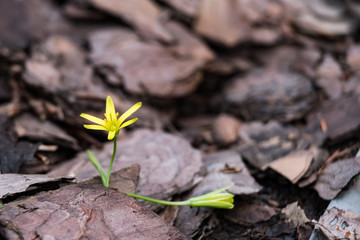 The first spring flower is yellow in the background of the bark