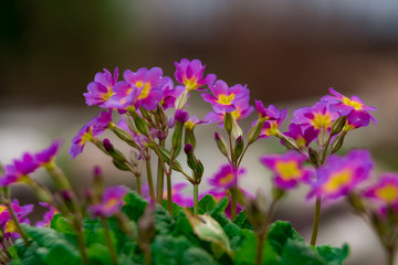 Purple flowers close up, in hanging basket
