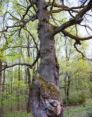 The stem of a dead tree in a spring forest