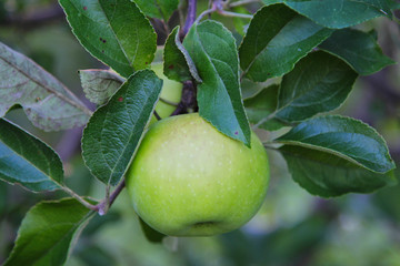 Green colored apple growing on a tree in the orchard