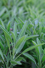 Sage plant growing in a farm field