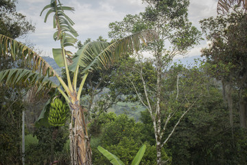 Palma Colombiana