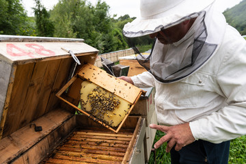 Beekeeper Working on Beehives