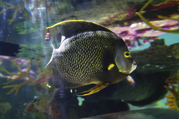 Underwater view of bright colored fish