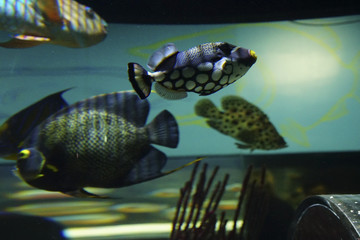 Underwater view of bright colored fish