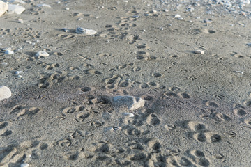 Animal paw and foot prints of rabbits and birds on beach