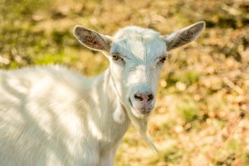 Portrait of cute happy white goat with yellow eyes standing in a shadow on a sunny fall day in a pasture, blurry brown and green background, warm colors, farm animal