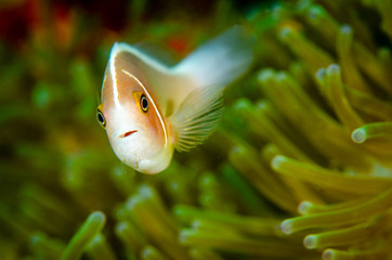 Anenome Clown Fish