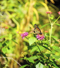 butterfly on flower