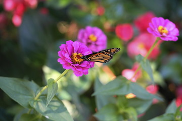 butterfly on flower