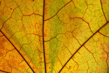 texture of autumn leaves