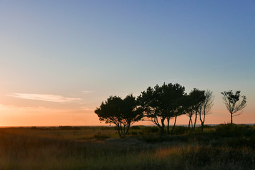 Fototapeta na wymiar Silhouettes of trees at the oregon coast at sunset