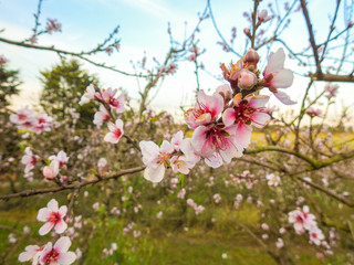 Peach flowers