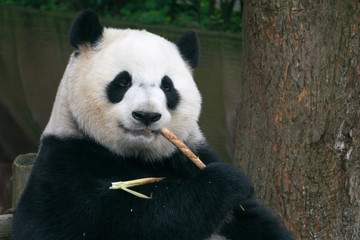 Giant Panda, Ailuropoda melanoleuca