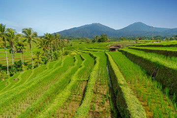 Fototapeta na wymiar The vast Jatiluwih, Bali rice terrace farm.