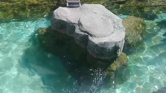 Lovely fish moving in greenish fresh water aquarium