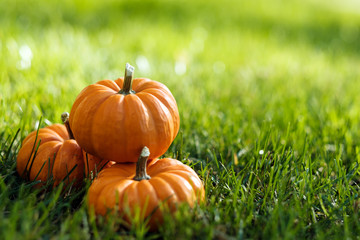 Miniature pumpkins in the field for hallowen and fall background