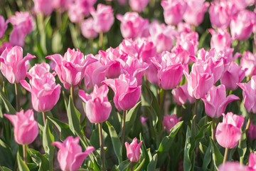 pink tulips in the garden