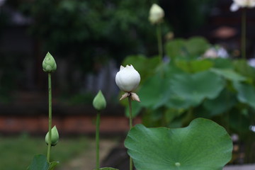 lotus flower on the pool