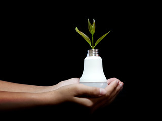 Plant growing in lightbulb on woman hand