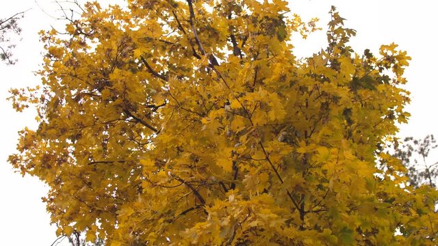 Autumn yellow leaves of maple sway in wind in autumn park. Slow motion.