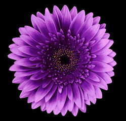 flower isolated gerbera pink-purple on the black background. Closeup. For design. Nature.