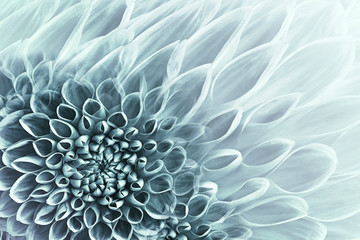 Floral turquoise-white background. Flowers  dahlias close-up.  Flowers composition. Nature.