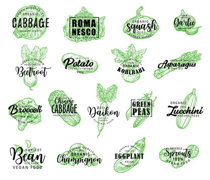 Vegetables, greenery and salads vector lettering