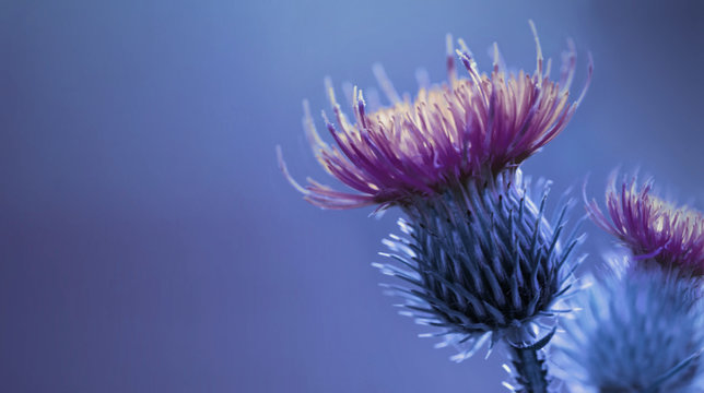 Floral blue-purple background.  Purple  thorny thistle flower. A purple-yellow flower on a blue background. Closeup.  Nature.