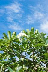 tropical forest in the sky
