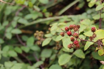 red berries of viburnum on branch