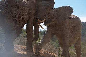 Fototapeta na wymiar fighting elephants