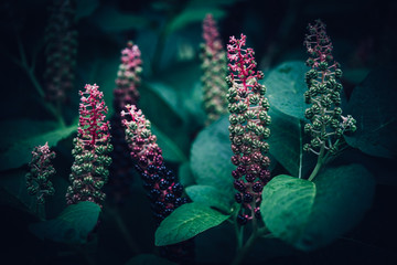 Close-Up Flowers Of Exotic Plant (Berry Lakonos Or Phytolacca Acinosa). Long Erect Inflorescences,...