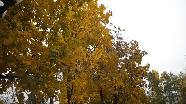 Autumn yellow leaves fall from maple branches in wind in autumn park. Slow motion.