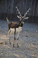 Antilope cervicapra (deer with spiral horns)