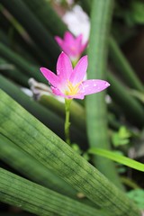 Pink Zephyranthas rosea flowers , Rain lily , Fairy lily (Zephyranthas sp.) in the garden