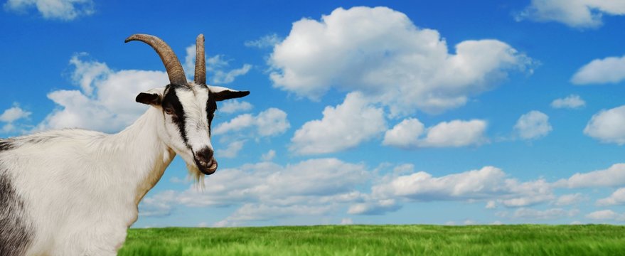 Ziege mit Naturlandschaft Hintergrund