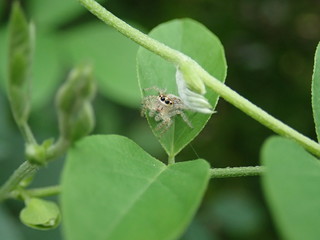 Spider on a leaf