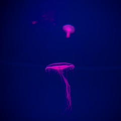 Close-up Jellyfish, Medusa in fish tank with neon light. Jellyfish is free-swimming marine coelenterate with a jellylike bell- or saucer-shaped body that is typically transparent.