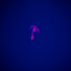 Close-up Jellyfish, Medusa in fish tank with neon light. Jellyfish is free-swimming marine coelenterate with a jellylike bell- or saucer-shaped body that is typically transparent.